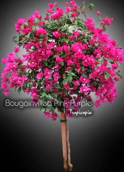 Fleur - Bougainvillea Pink Purple - Bougainvillée, Fleur de papier - Bougainvillia, Paper flower